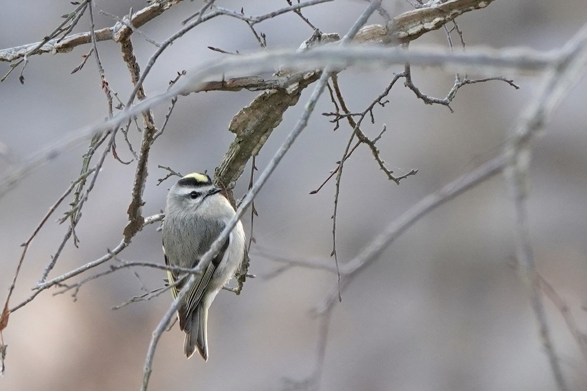 Golden-crowned Kinglet - ML404221831