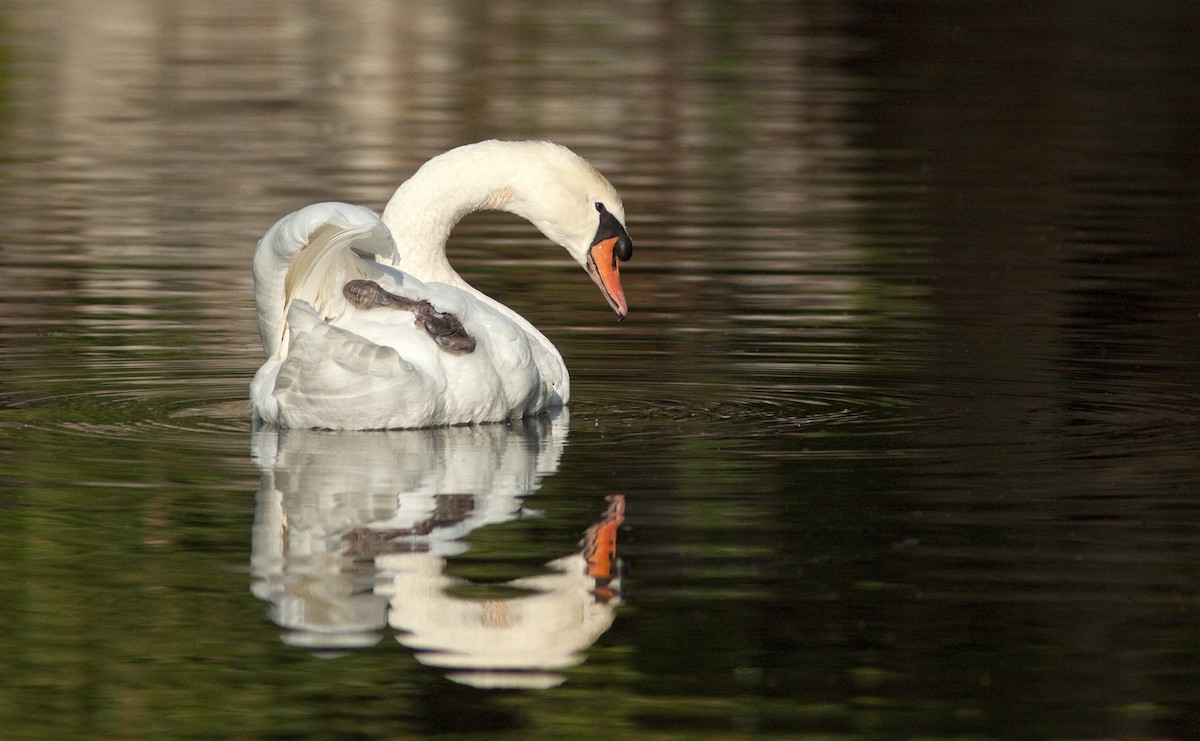 Mute Swan - Suzanne Labbé