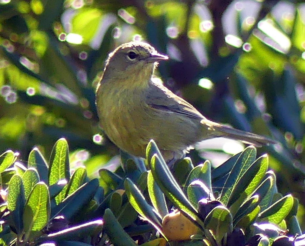 Orange-crowned Warbler - ML404226471