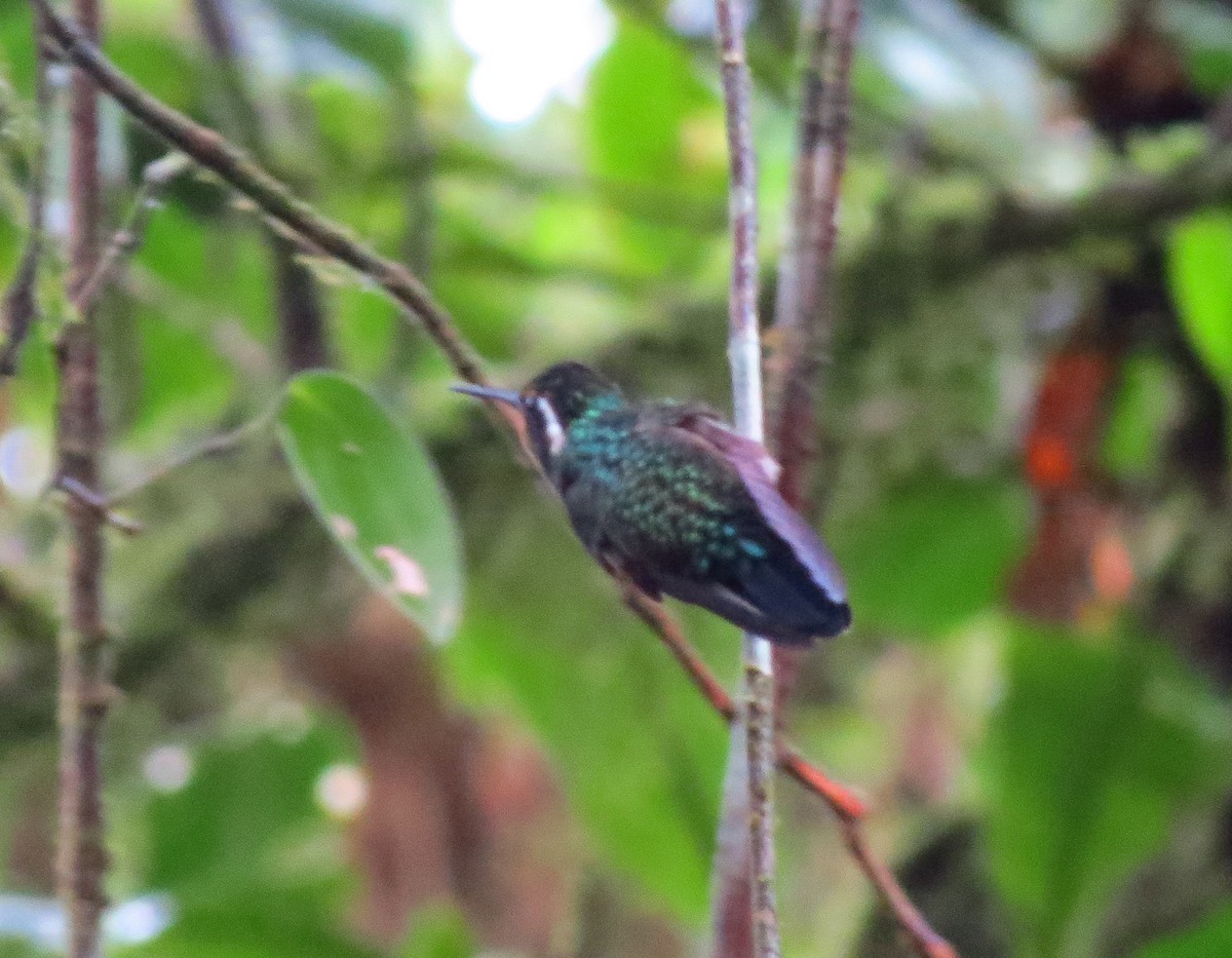 Purple-throated Mountain-gem - ML404227521