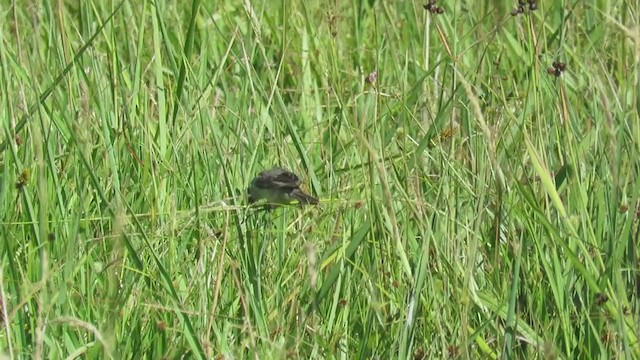 Pearly-bellied Seedeater - ML404228521