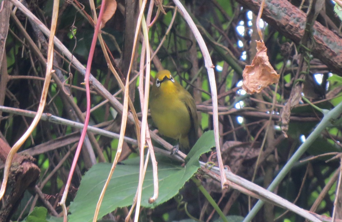 Northern Yellow White-eye - ML404229391