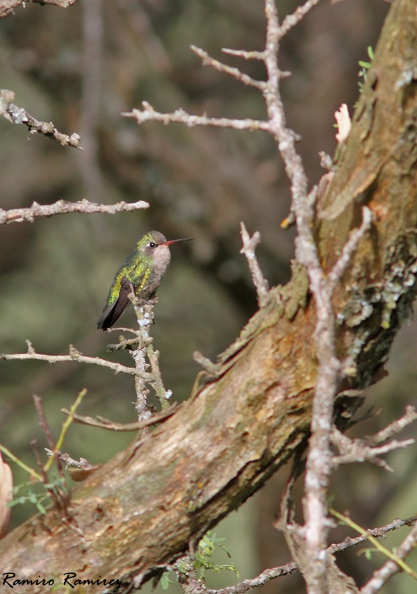 Glittering-bellied Emerald - ML40423291