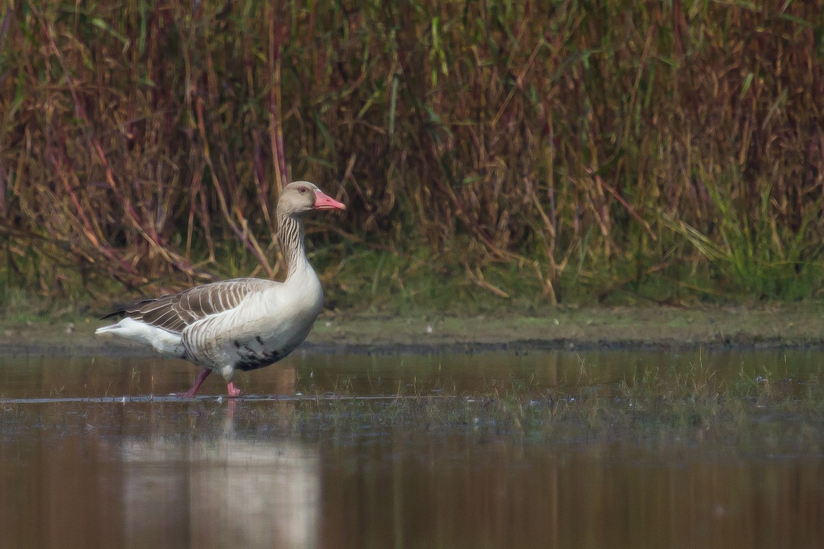 Ánsar Común - ML40423471
