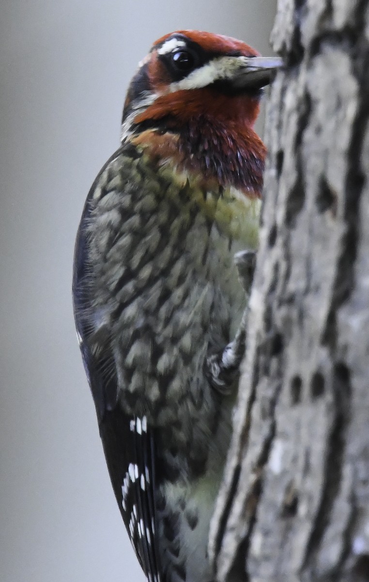 Red-naped x Red-breasted Sapsucker (hybrid) - ML404235121