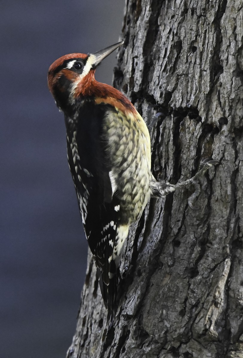 Red-naped x Red-breasted Sapsucker (hybrid) - ML404235151