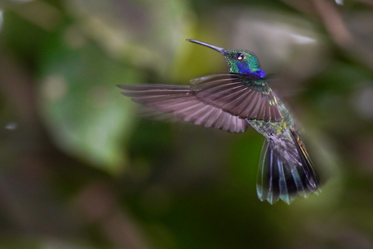 kolibřík modrouchý - ML404235541