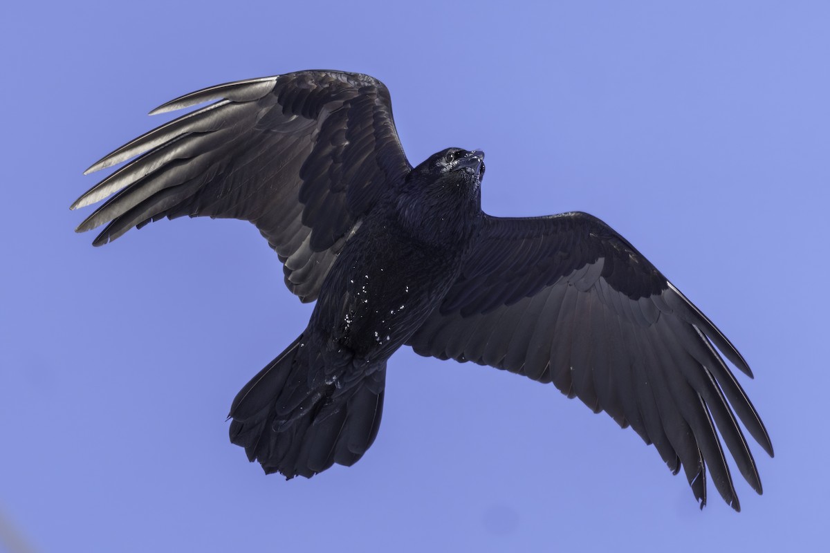 Common Raven - Brock Gunter-Smith