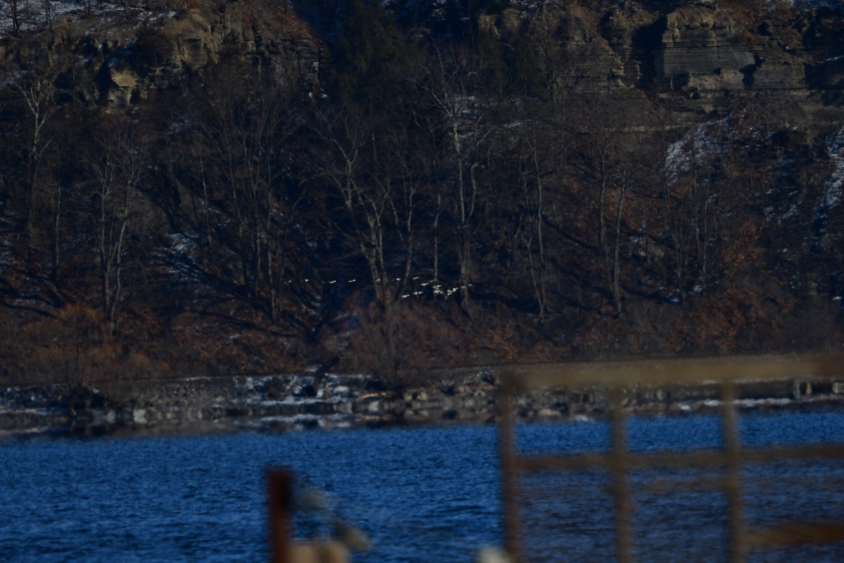 Long-tailed Duck - ML404235631