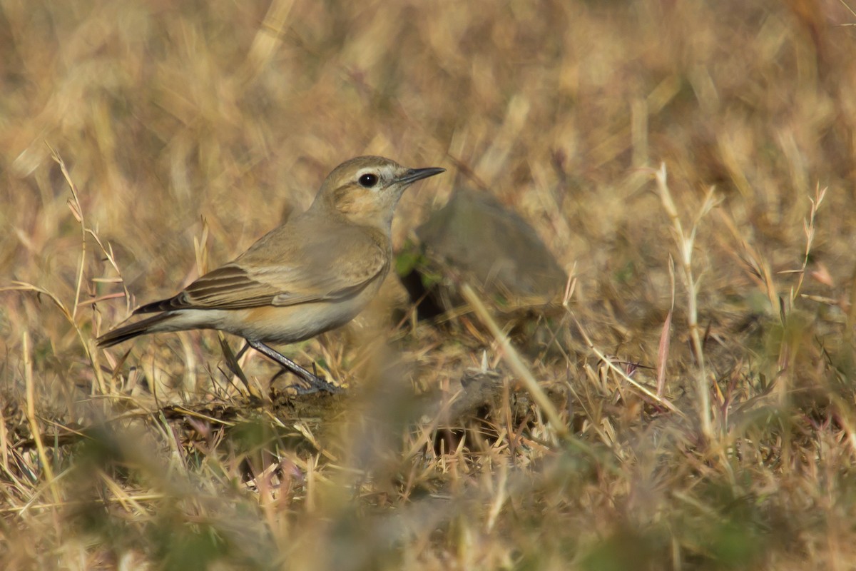 Collalba Isabel - ML40423611