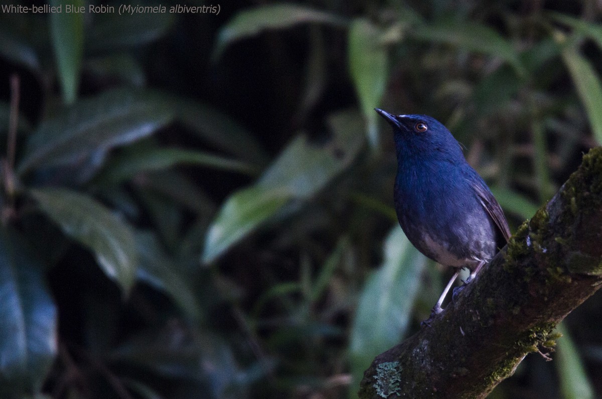 White-bellied Sholakili - ML40423621