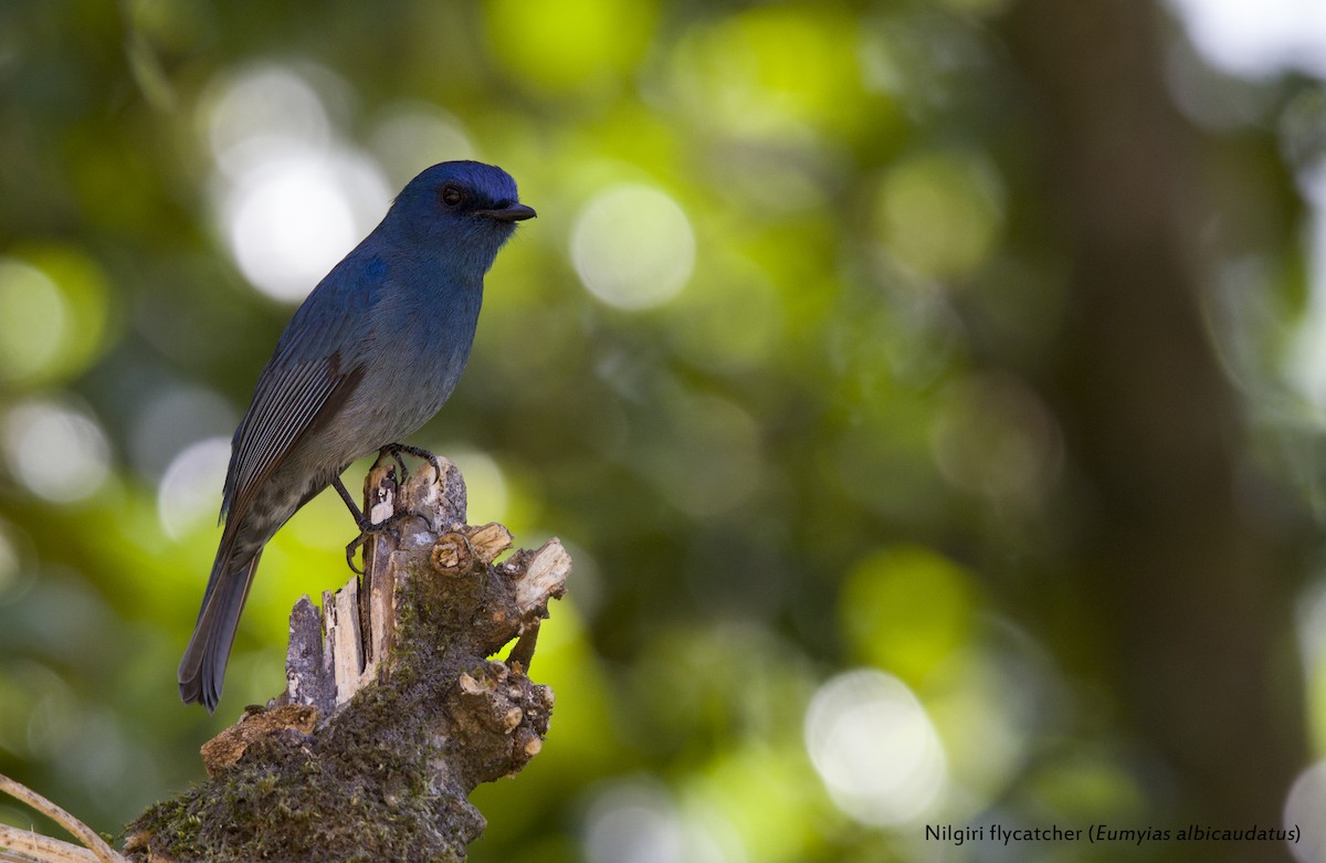Nilgiri Flycatcher - ML40423671