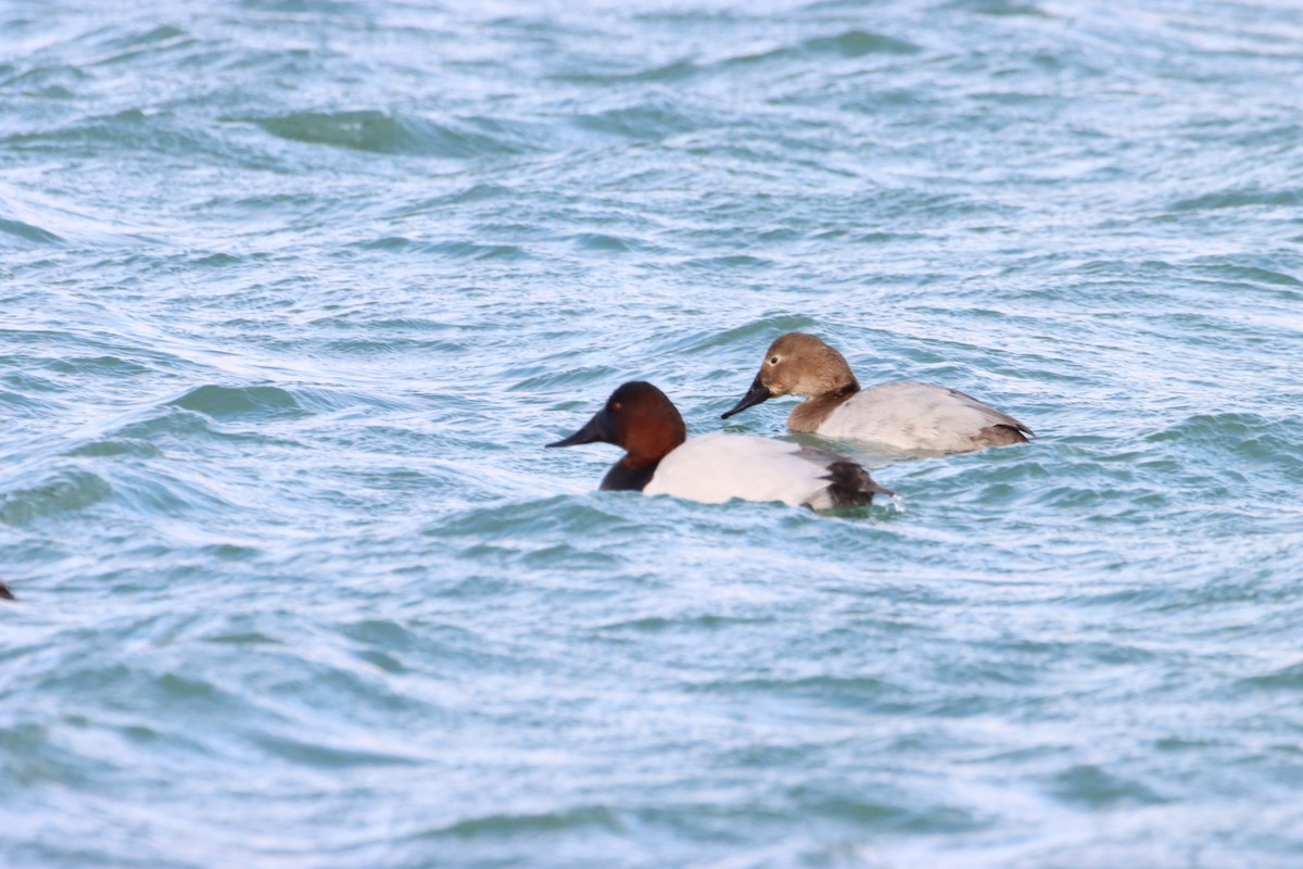 Canvasback - ML404237201