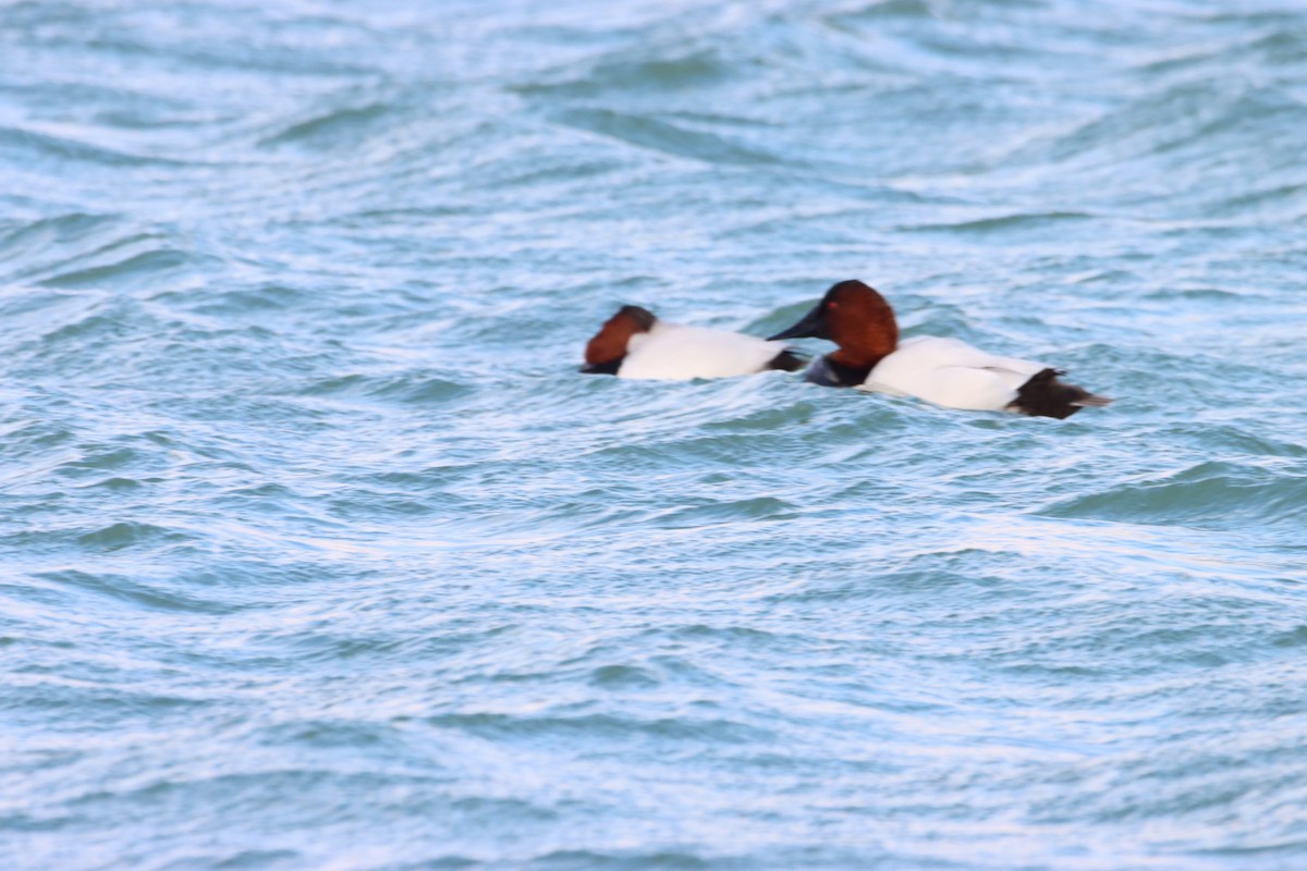 Canvasback - ML404237231