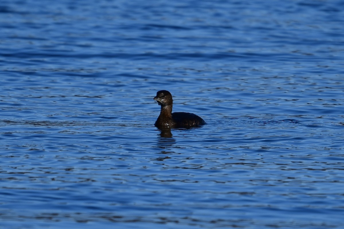 Pied-billed Grebe - ML404238981