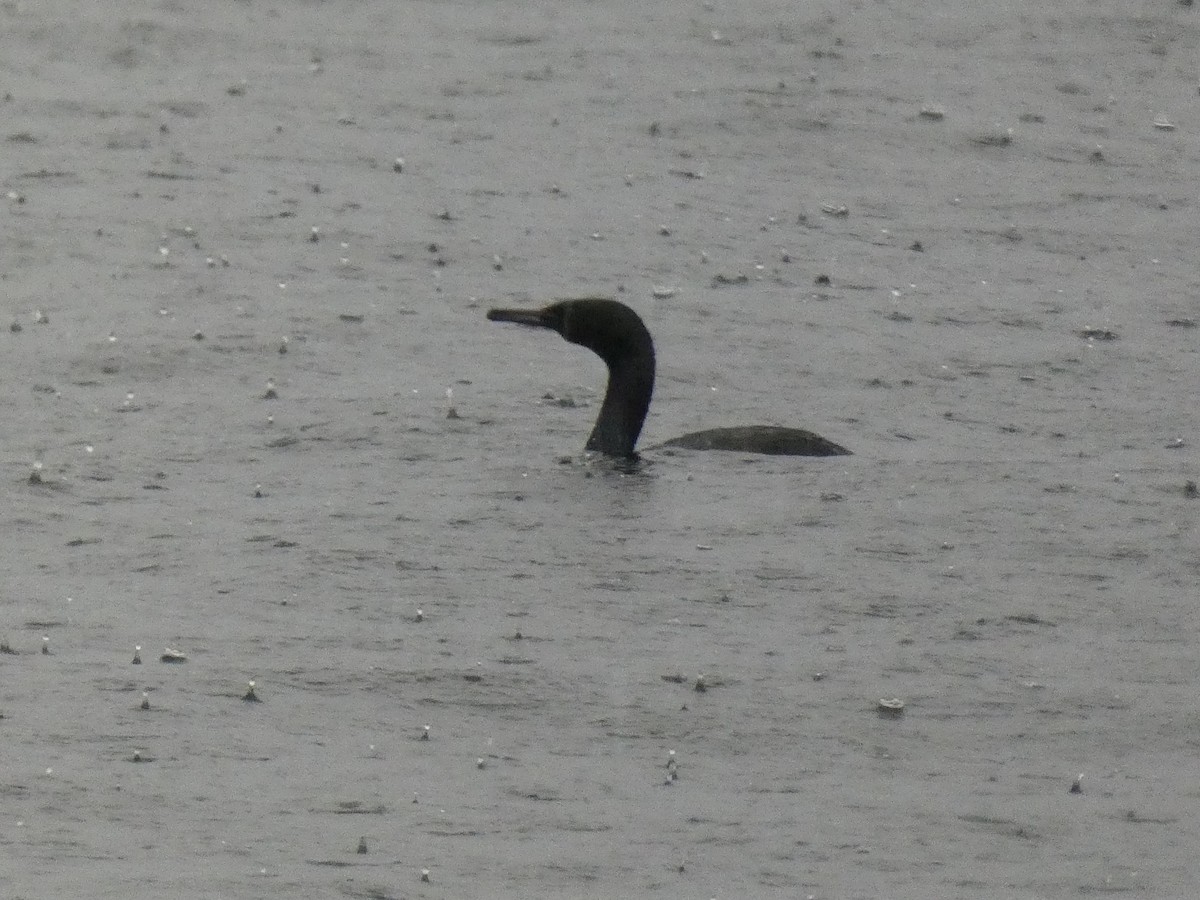 Pelagic Cormorant - ML404239131