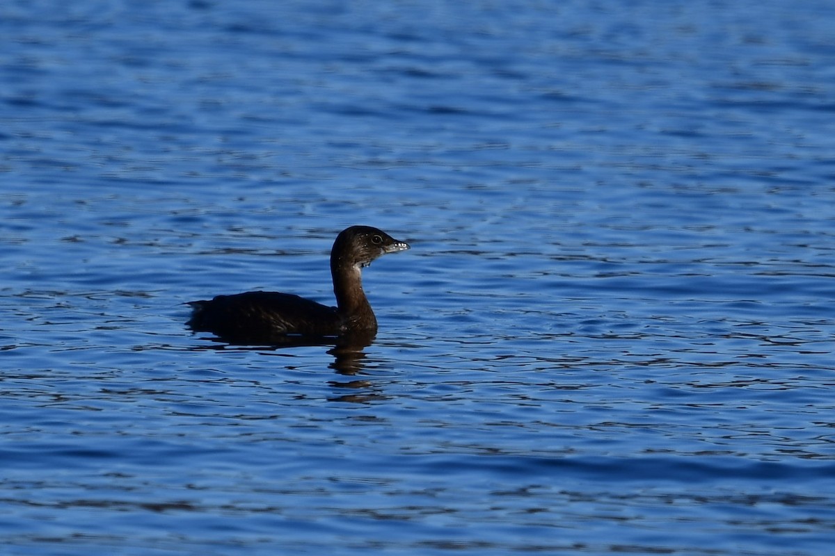 Pied-billed Grebe - ML404239191