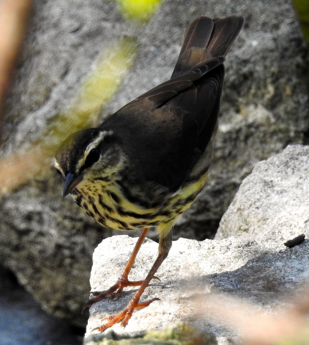 Northern Waterthrush - Erika Gates