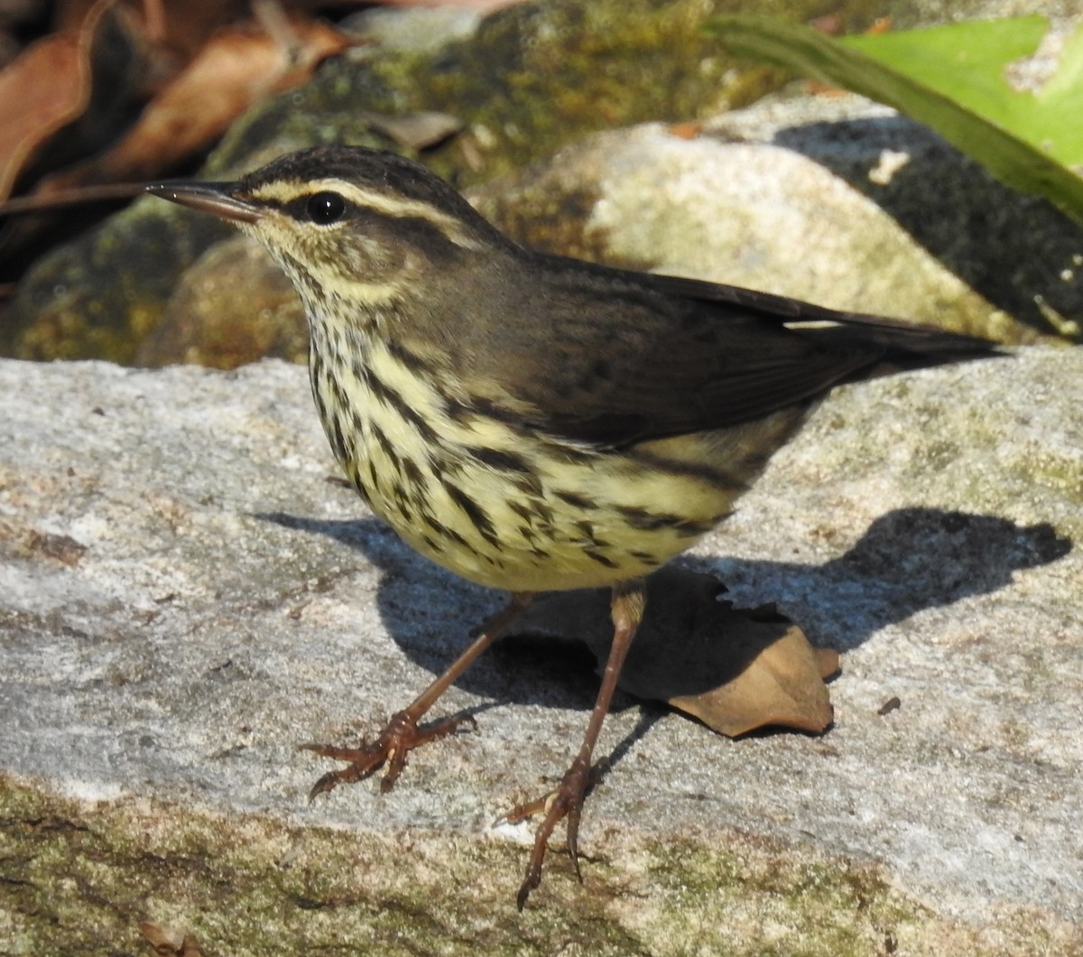 Northern Waterthrush - ML40424071