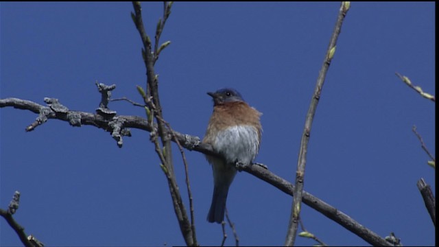 salašník modrý (ssp. sialis/bermudensis) - ML404241