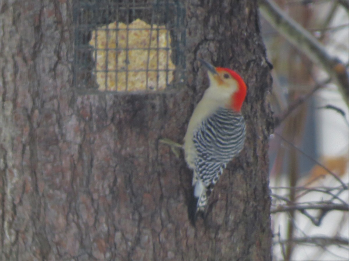 Red-bellied Woodpecker - Jerry Smith