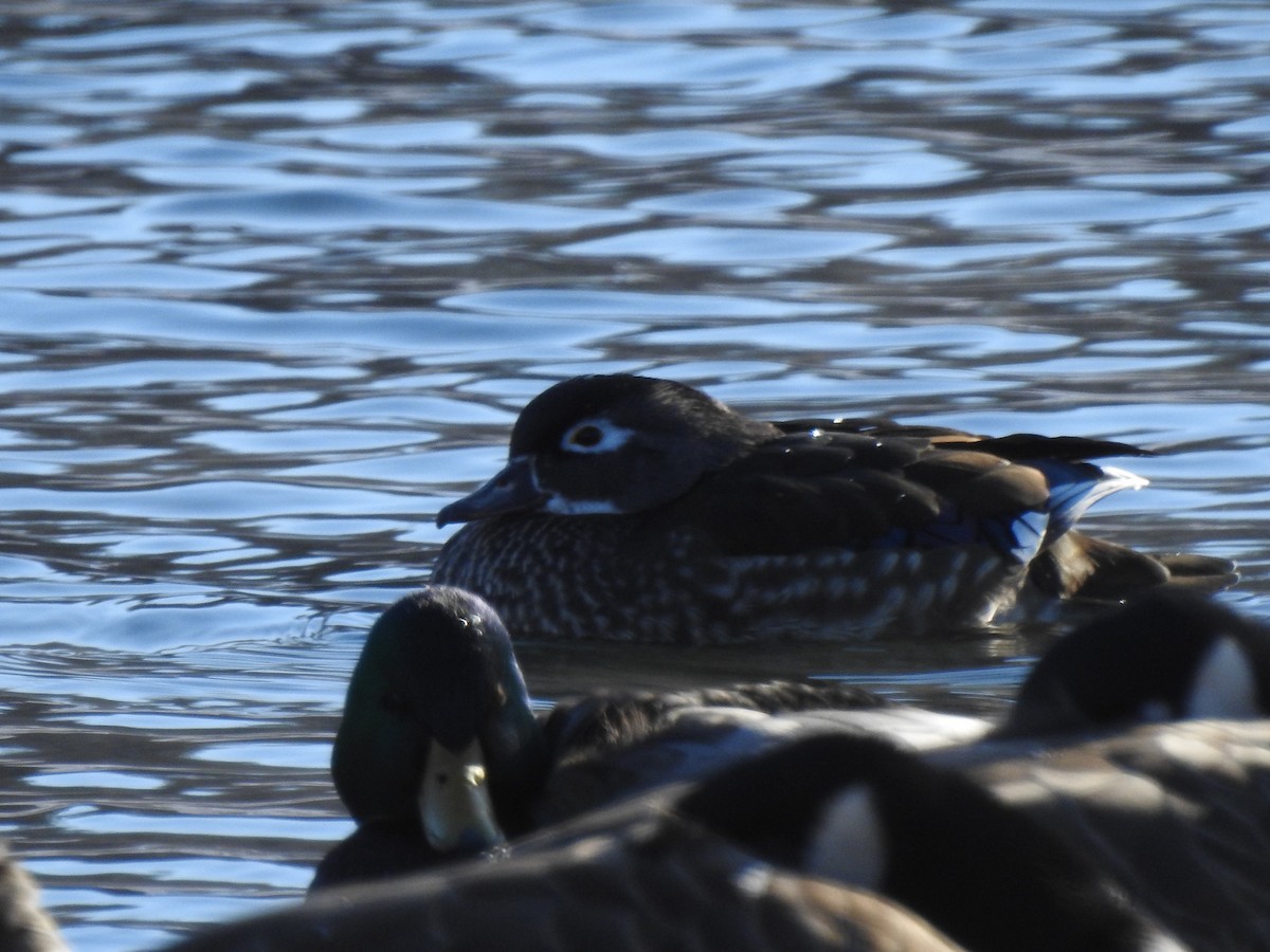 Wood Duck - ML404241631