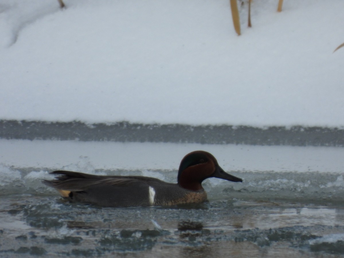 Green-winged Teal - ML404241821