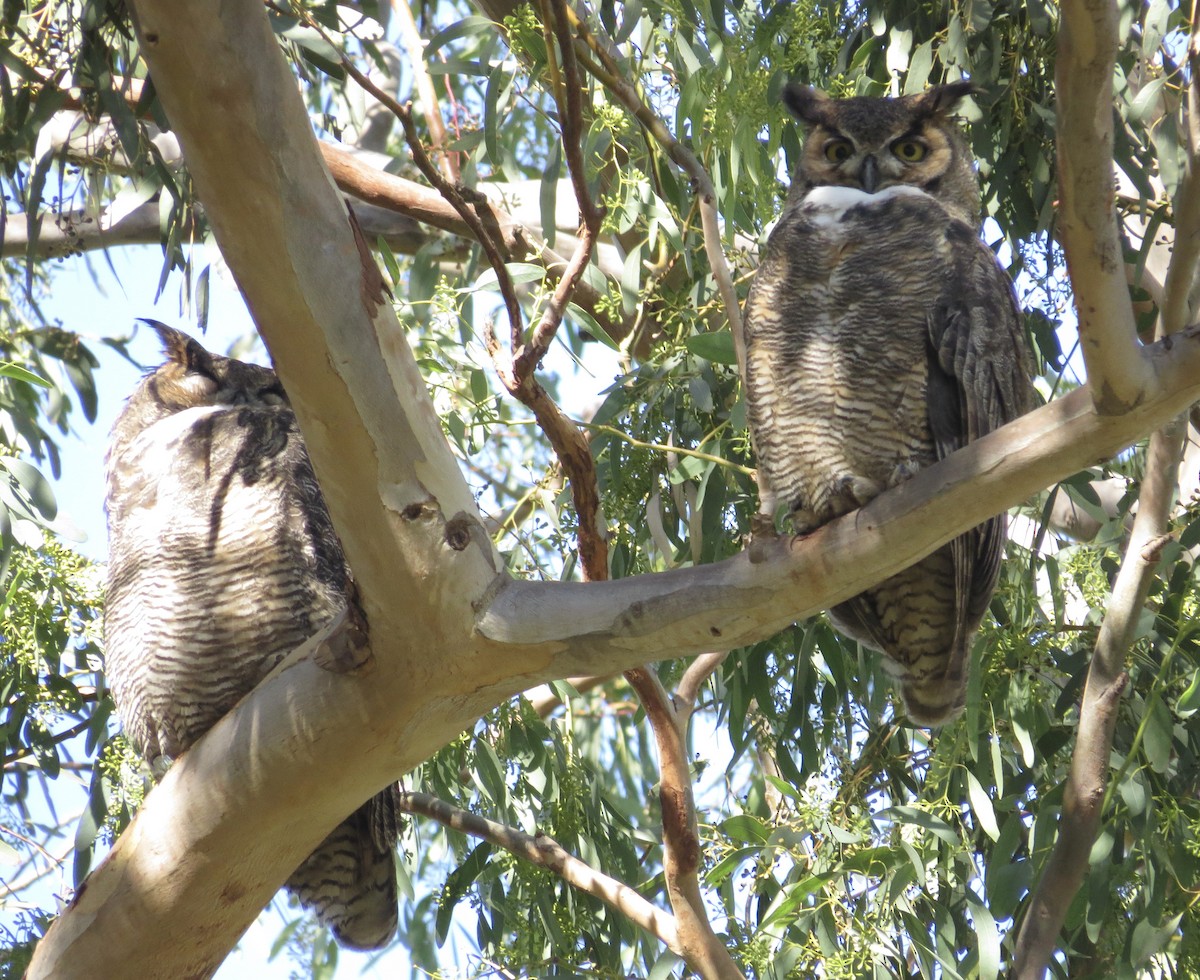 Great Horned Owl - ML404242451