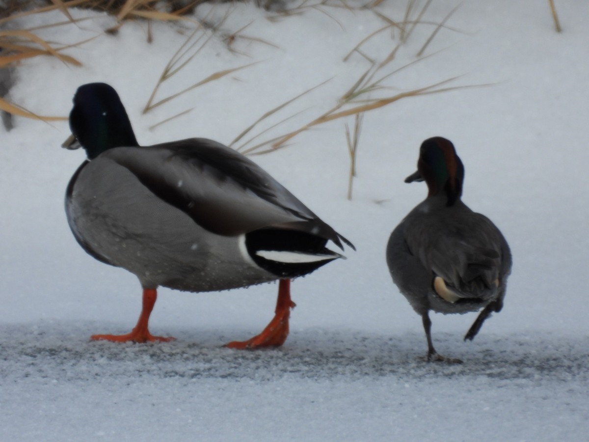 Green-winged Teal - ML404242511