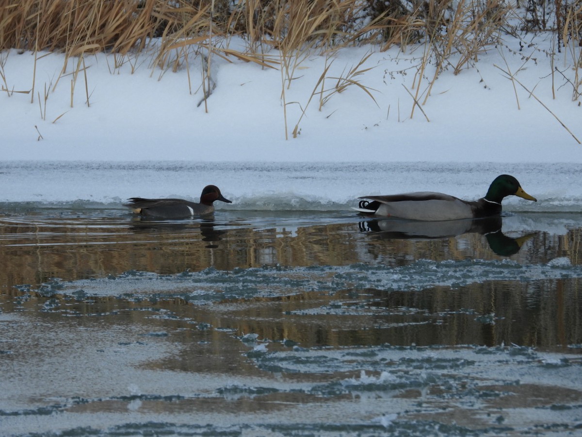 Green-winged Teal - ML404242521