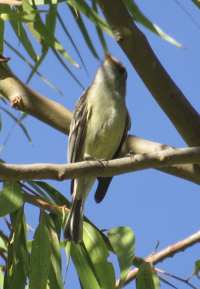 Hammond's Flycatcher - Thomas Wurster