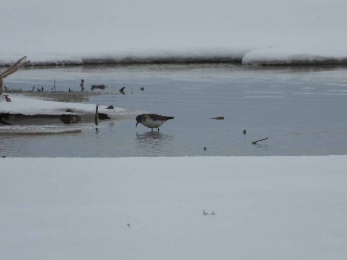 pygmésnipe - ML404243631