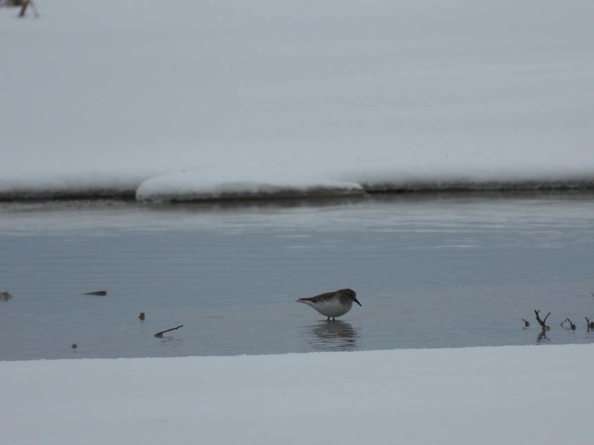pygmésnipe - ML404243641