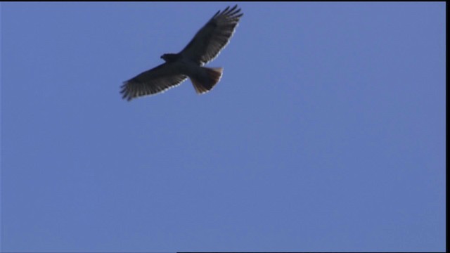 Red-tailed Hawk - ML404244