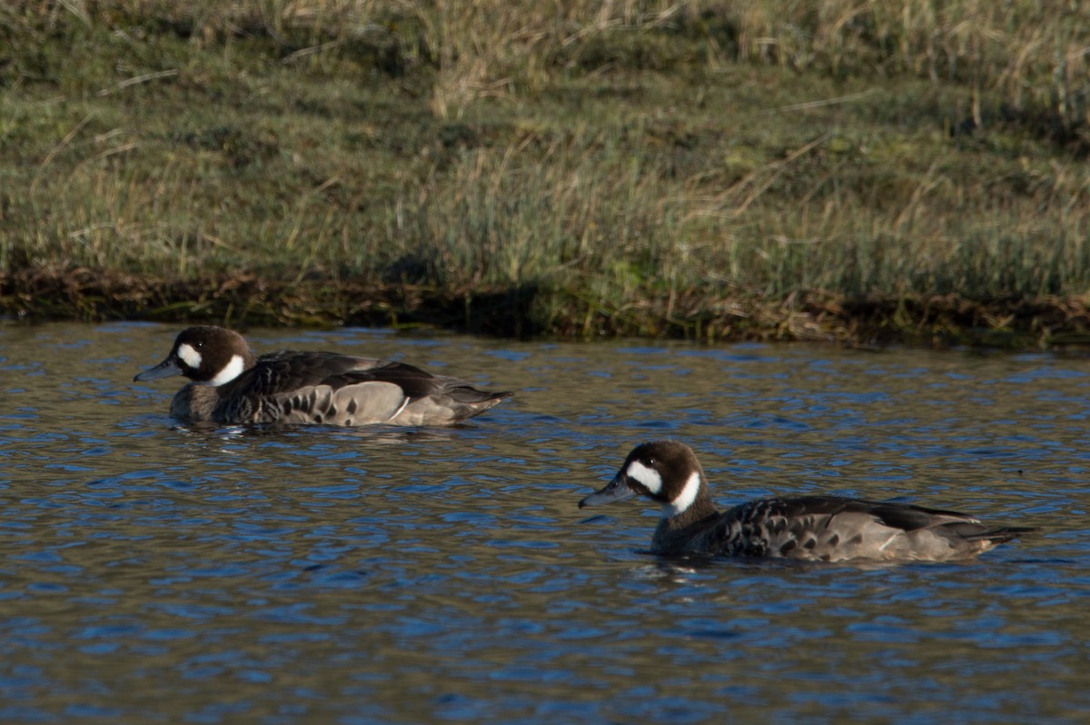 Spectacled Duck - ML404244191