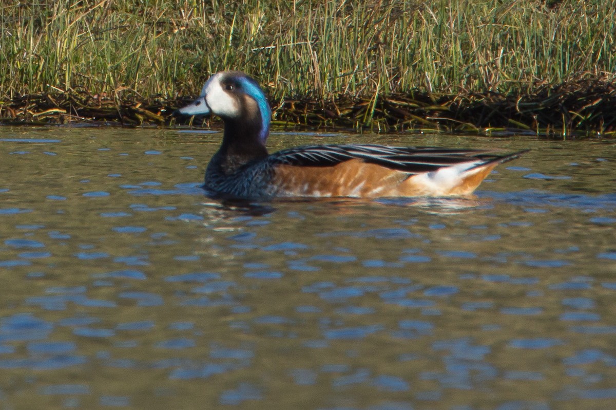 Chiloe Wigeon - ML404244311