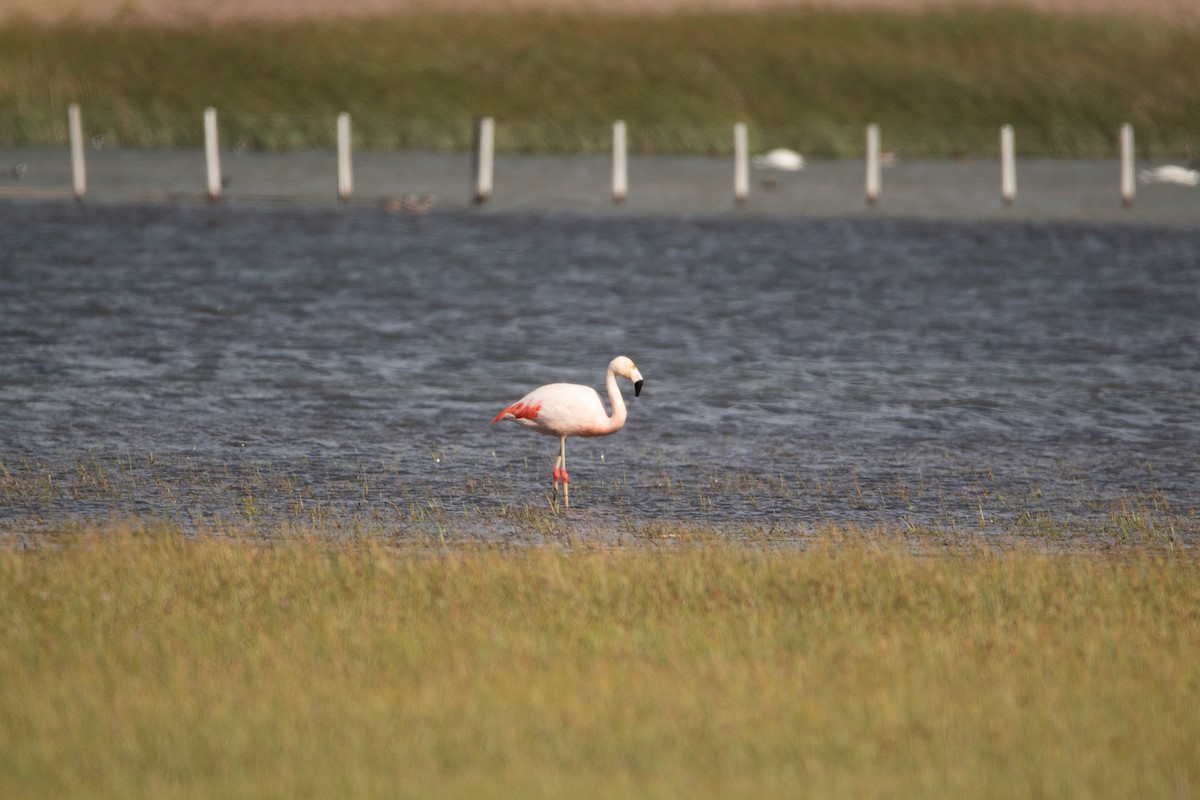 Chilean Flamingo - ML404244591