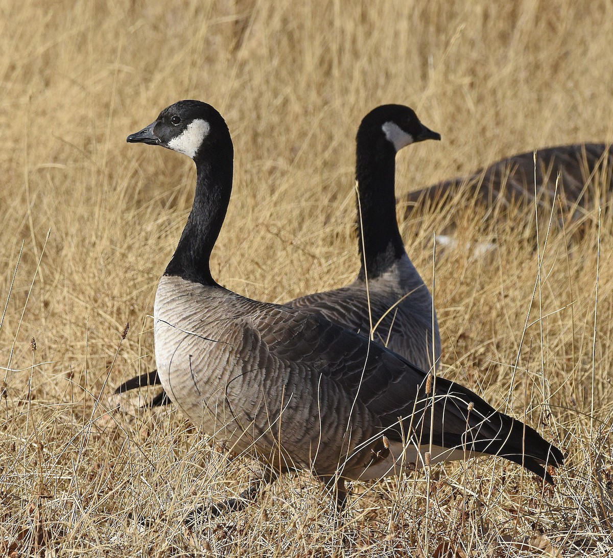 Cackling Goose (Taverner's) - ML404245251