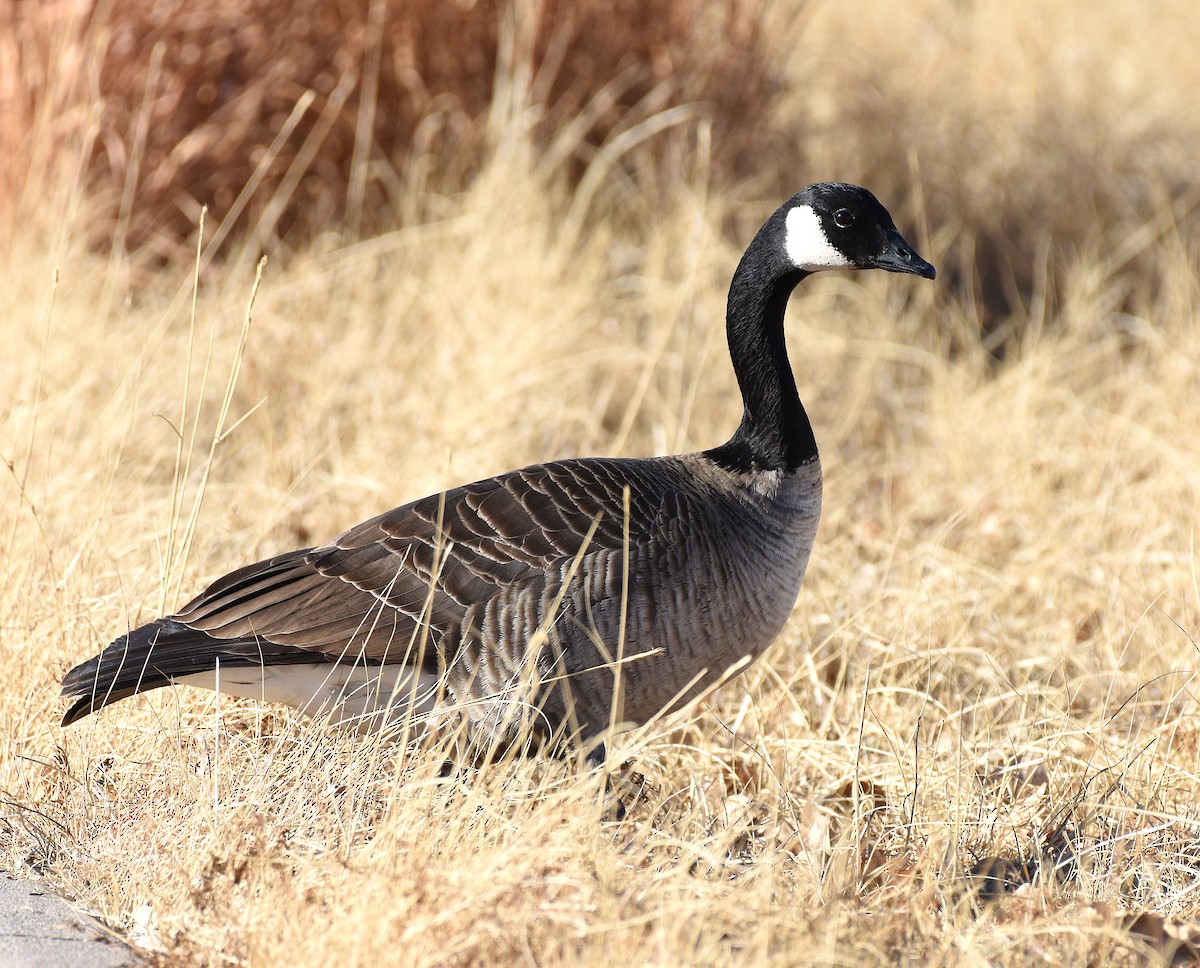 Barnacla Canadiense Chica (taverneri) - ML404245271