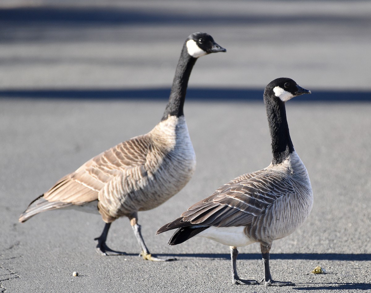 Cackling Goose (Taverner's) - ML404245301