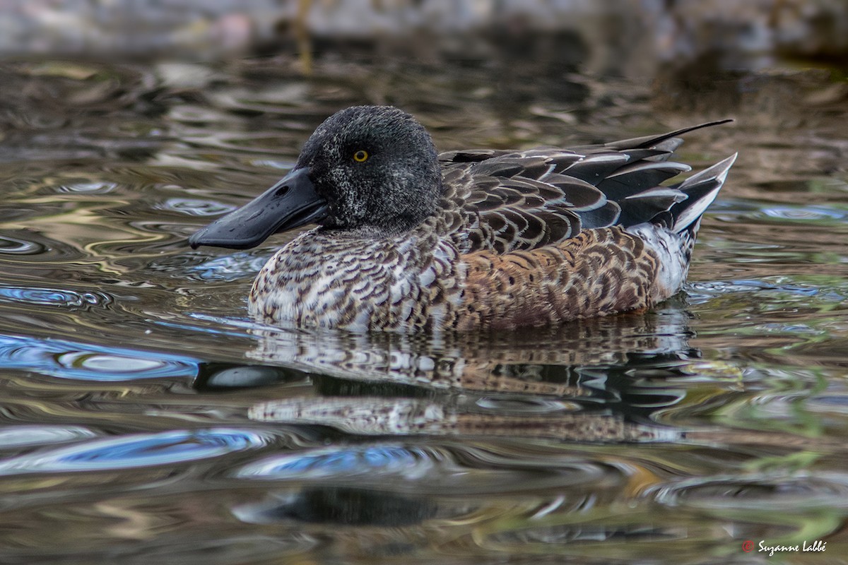 Northern Shoveler - Suzanne Labbé