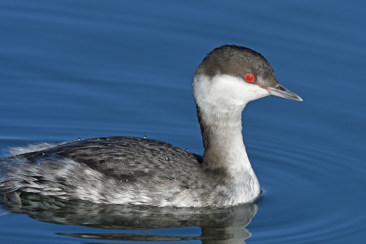 Horned Grebe - MJ OnWhidbey