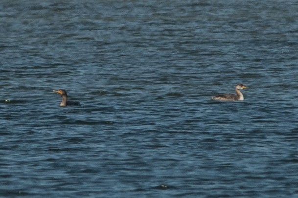 Red-necked Grebe - ML40424601