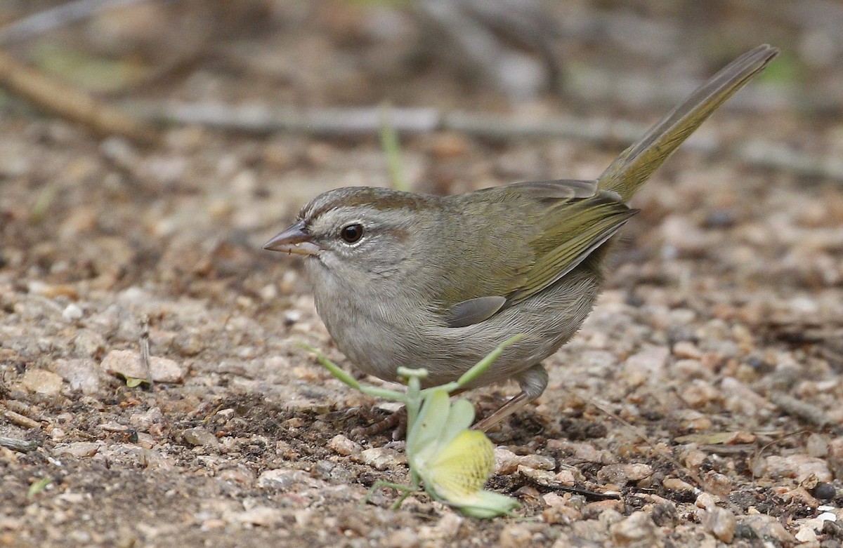 Olive Sparrow - ML404246701