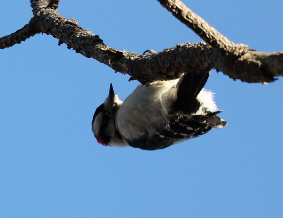 Downy Woodpecker (Eastern) - David Cunningham