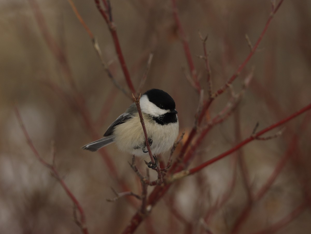 Black-capped Chickadee - ML404247531