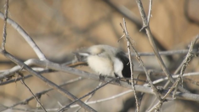 Black-capped Chickadee - ML404248071