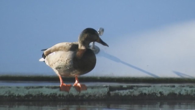 Mallard - ML404248091