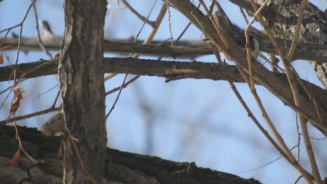 White-breasted Nuthatch - ML404248161