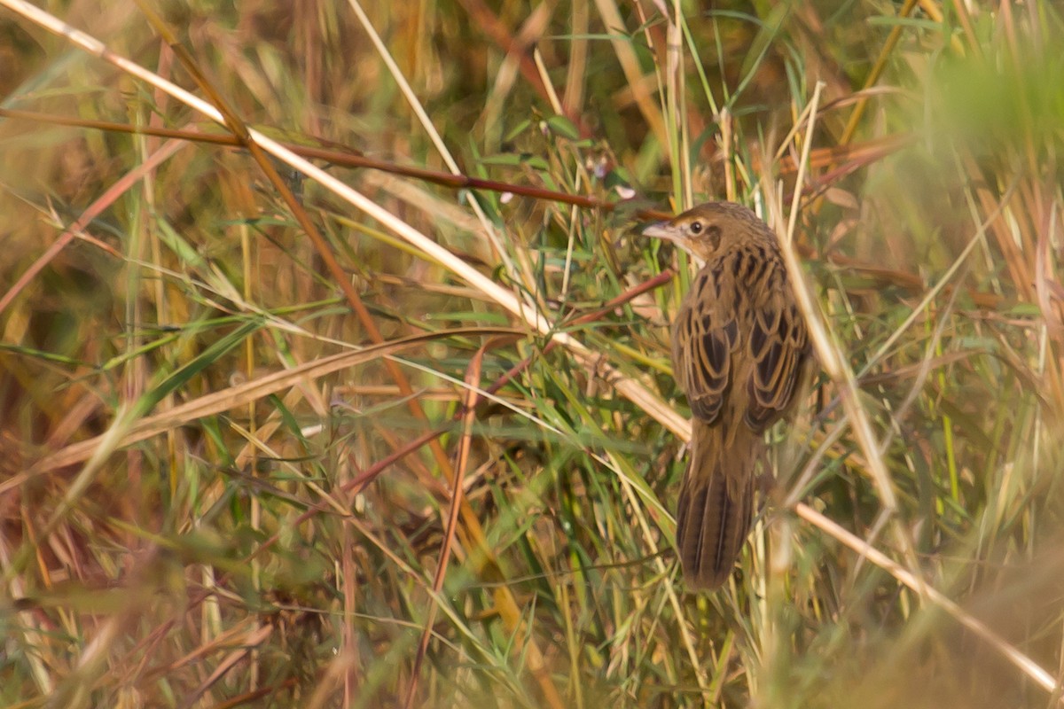 Yerbera Estriada - ML40424901